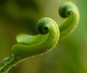 Macro shot of a vibrant green Hart's Tongue Fern with natural curls.