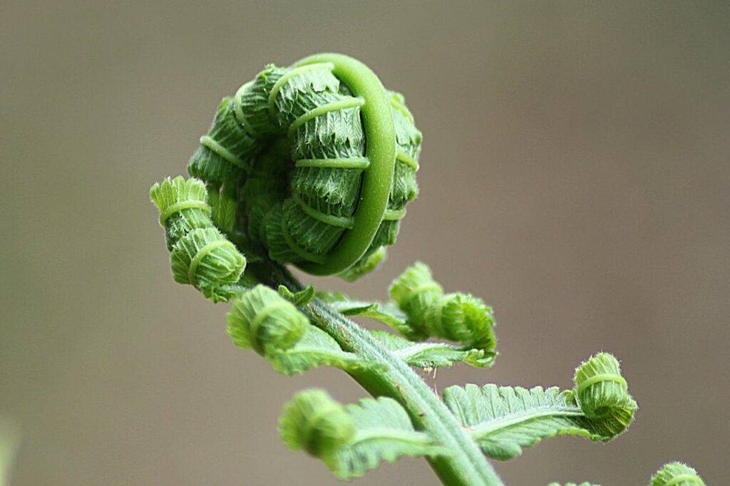 fern-leaf-roll-nature-66319 Detailed macro shot of a fern frond unfurling, showcasing lush green foliage and natural patterns.